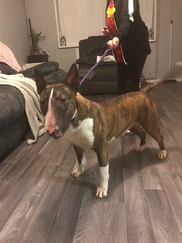 bull terrier gumtree